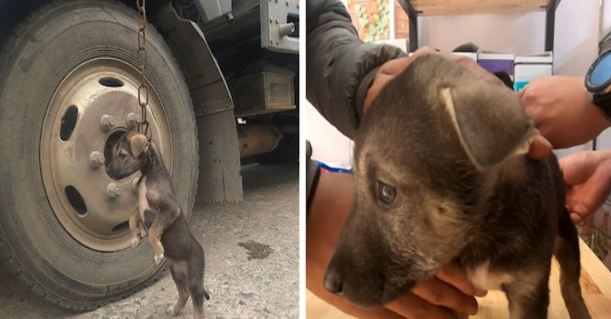 Pittie Little Puppy Dumped In A Parking, He Cried a Lot When Rescued