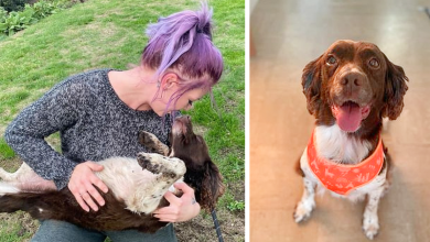 Photo of Mum devastated after burying dog – only for it to return home alive days later