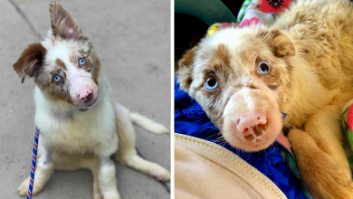 Photo of Starving 5-month-old Puppy Was Found Outside In The Heat, With Mouth Taped Shut