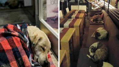 Photo of This Coffee Shop Lets Stray Dogs Sleep Inside Every Night When The Customers Leave