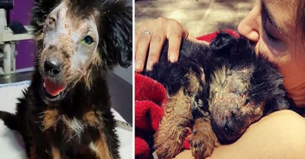 He Fell Into a Deep Sleep in His Rescuer’s Arms After The Hard Loss He Suffered Since Birth