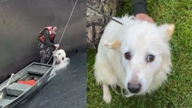 Photo of Dog thrown into dam by owners gets rescued by firefighters and finds a new home