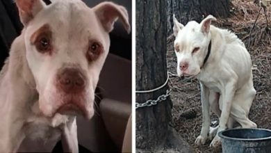 Photo of Forgotten Emaciated Canine Lives 4 Long Years Alone On Chain Tethered To A Tree