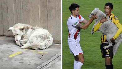Photo of Life Of This Neglected Stray Dog Is Changed Forever, After He Interrupts A Football Game