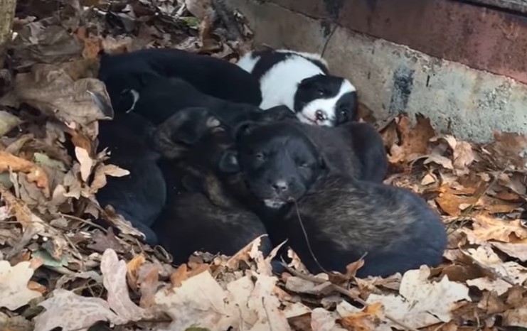 Reѕсᴜe MOM and 7 Puppies from The Field - Sicƙ&Full Of Ticƙs She Asƙed Fσr Helρ But Everyσne Avσids It