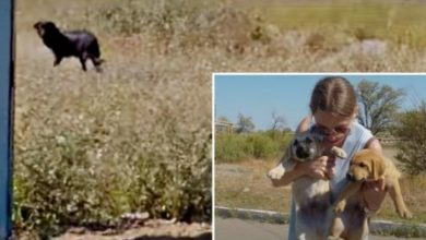 Photo of A Mother’s Unforgettable Farewell: Heartwarming Moments as Mama Dog Wishes Her Pups a ‘Happy Life