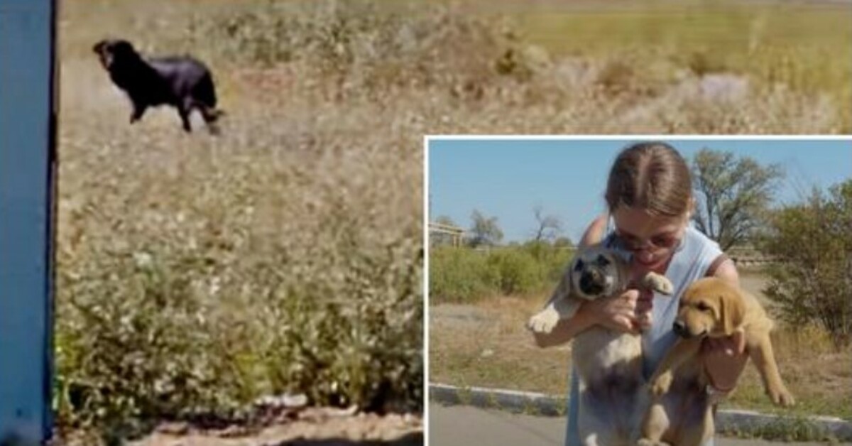 A Mother’s Unforgettable Farewell: Heartwarming Moments as Mama Dog Wishes Her Pups a ‘Happy Life