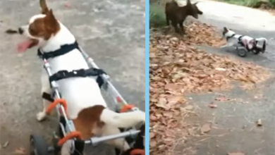 Photo of Little Dog Paralyzed from a Car Accident Has To Live In Pain From Now On