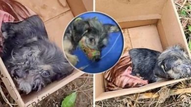 Photo of A helpless and sick puppy abandoned in the moor is almost exhausted