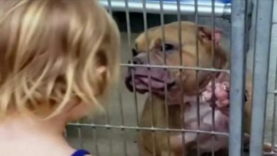 Photo of A Heartwarming Bond: Fearless 2-Year-Old Girl Chooses Ailing, Shy Pit Bull in Need of Love