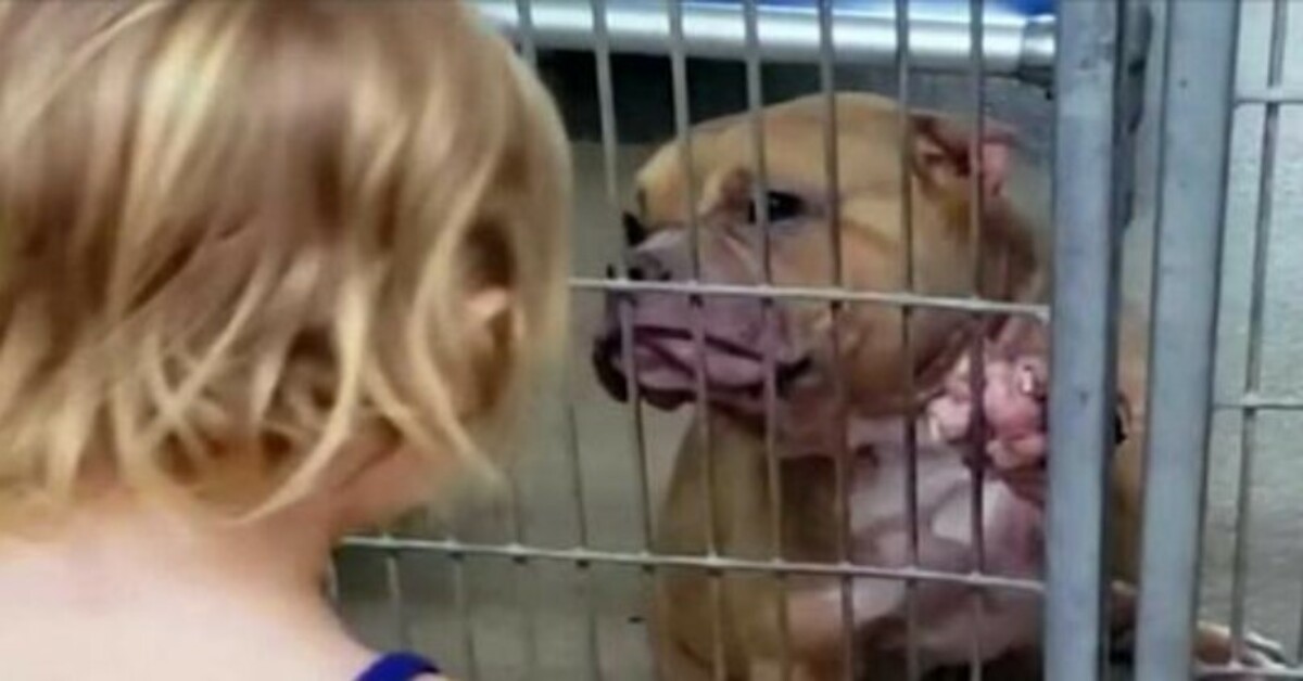 A Heartwarming Bond: Fearless 2-Year-Old Girl Chooses Ailing, Shy Pit Bull in Need of Love