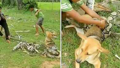 Photo of Brave boys fight off big snake with sticks and leaves after it wraps itself around pet dog and suffocate him