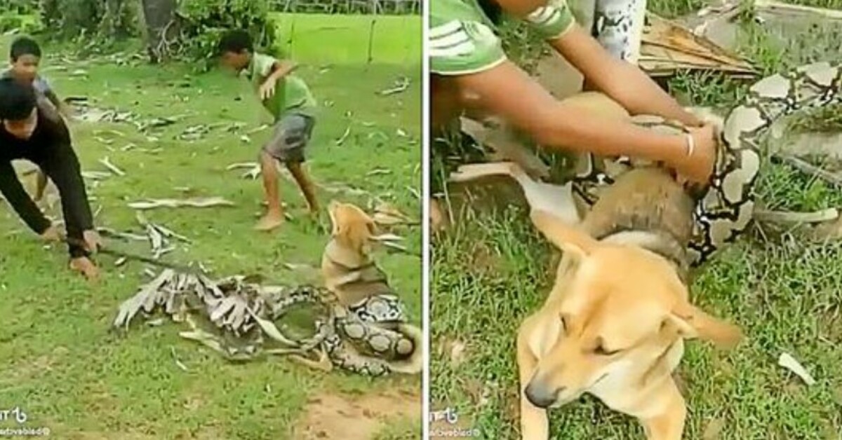 Brave boys fight off big snake with sticks and leaves after it wraps itself around pet dog and suffocate him