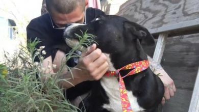 Photo of Video a man thought he betrayed the homeless dog but in fact he saved his life
