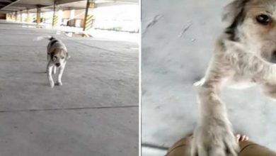 Photo of Video a dog wandered around 2 years looking for his owner despite the fact she passed away