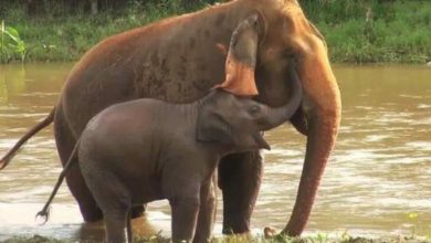 Photo of Video An Baby elephant loves her human parents so so so much!