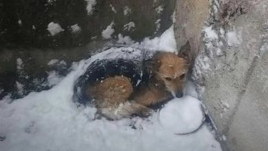 Photo of Dog survives being abandoned in the snow to go on and live her best life yet