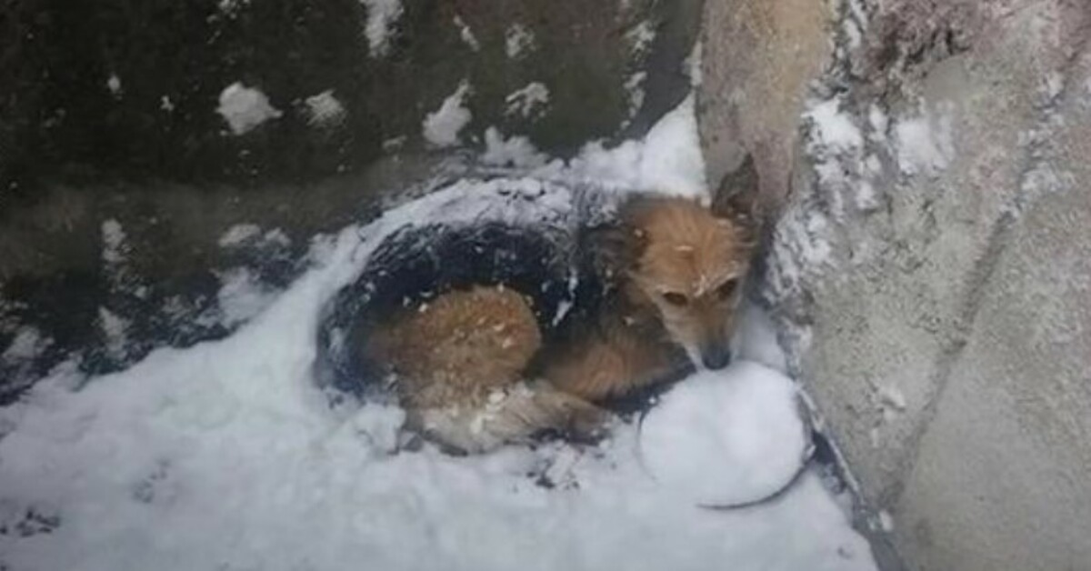 Dog survives being abandoned in the snow to go on and live her best life yet