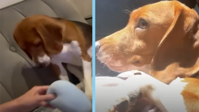 Photo of Shaking Beagle Rescued From Lab Becomes So Playful