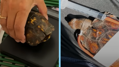 Photo of Woman Tapes Little Turtle’s Broken Shell Back Together Then Something Happens