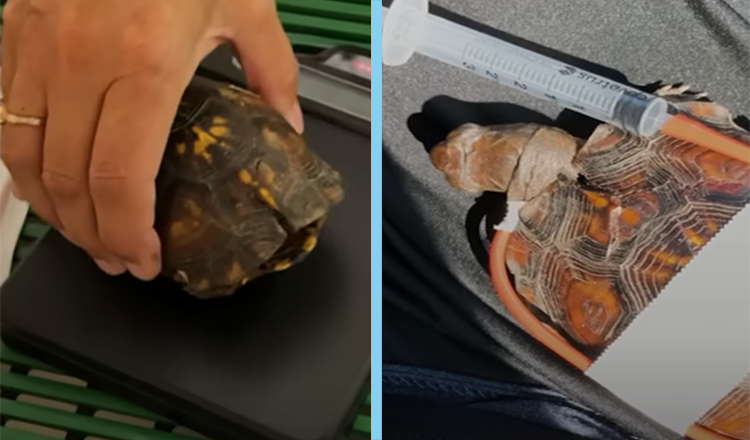 Woman Tapes Little Turtle’s Broken Shell Back Together Then Something Happens