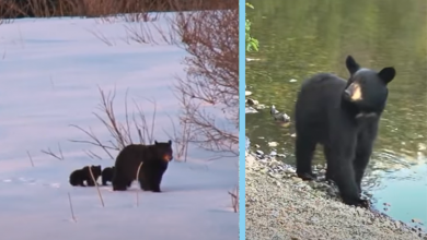 Photo of Heartwarming Twist: Wildlife Enthusiast Helps Struggling Cubs as Mother Bear Watches On