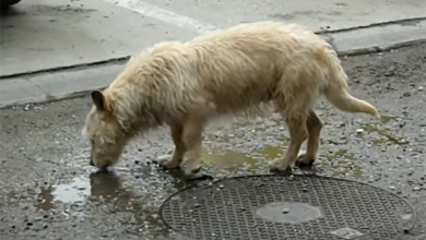 Photo of Scared Homeless Dog Who Drinks Water from Puddles Raises His eyes from the Ground and Sees Someone