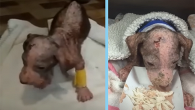 Photo of From a 6 Weeks old Puppy Dehydrated & Emaciated to the Queen Transformation