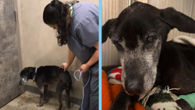 Photo of Transformation Tale: Elderly Canine Finds Joy in His Permanent Haven