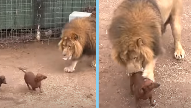 Photo of Scared Dachshund Escaped into a Lion’s Cage & The Lion Rushes Towards Him