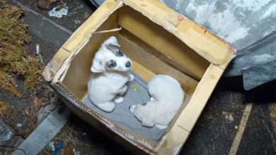 Photo of Tiny Puppies Left in Carton Box near Trash Can And No One Cared
