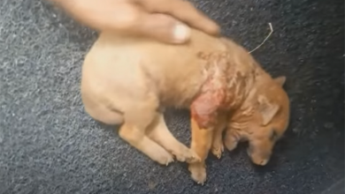 Photo of Puppy Crying in Pain after He got bitten by Other Dogs is Abandoned On the Side of the Road