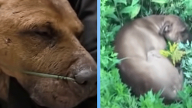 Photo of Unimaginable Struggle: Pit Bull’s Desperate Fight for Breath Unveils a Jaw-Dropping Twist