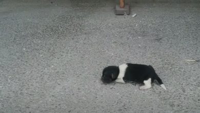 Photo of A Heartwarming Encounter: Newborn Abandoned Puppy Finds Comfort in Familiar Surroundings