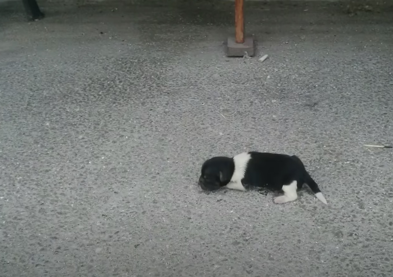 A Heartwarming Encounter: Newborn Abandoned Puppy Finds Comfort in Familiar Surroundings
