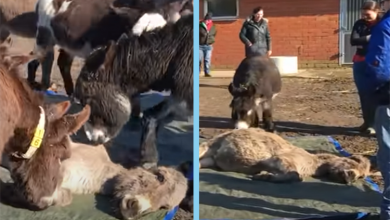 Photo of Donkey Sees His Best Friend Lying Dead & Cries Out Loudly Begging Him To Wake Up