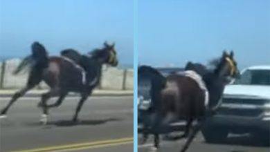 Photo of Horse Runs Loose for Miles on California Highway Before Hitting Car