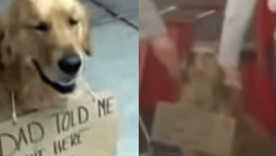 Photo of Dog Was Sat All Alone Outside Target Then People Looked Closer At The Sign Around His Neck