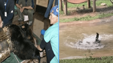 Photo of Freed after 9 years from a bear bile farm, Tuffy jumps for joy
