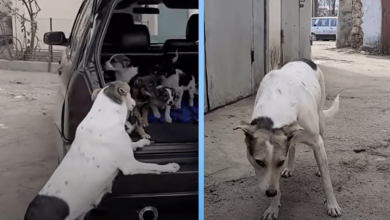 Photo of Mama Dog Is Crying from Happiness When She Reunite with her Stolen Puppies