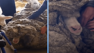 Photo of Sheep Covered In 80 Pounds Of Wool Makes Most Amazing Transformation