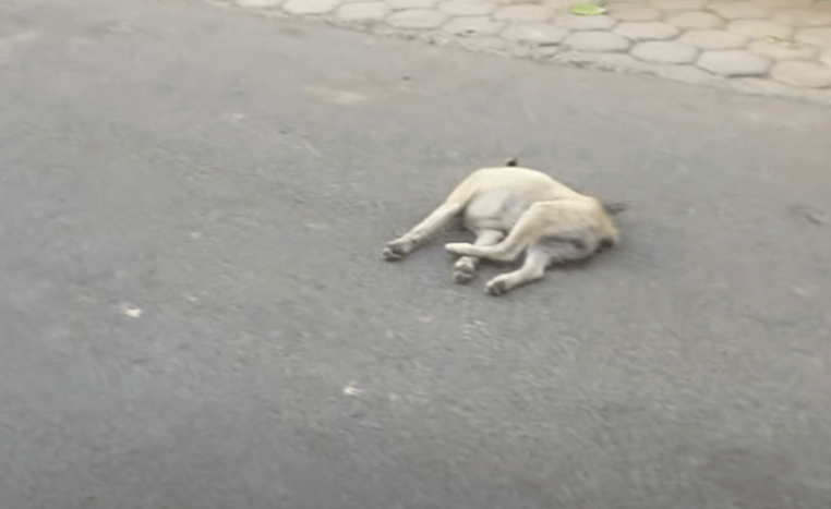 Unexpected Surprise: Thought-To-Be Lost Puppy Elicits Unmistakable Sound, Hopes Revived