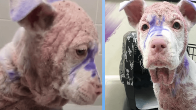 Photo of They Dumped This Purple Pittie Puppy At The Shelter but They Didn’t Know Something