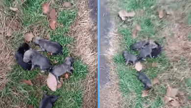 Photo of Crying Little Puppies Thrown From a Car Under Heavy Rain Then Something Happened