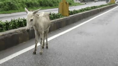 Photo of Wounded & Bleeding Donkey Stranded on Highway Then Suddenly He Sees Something