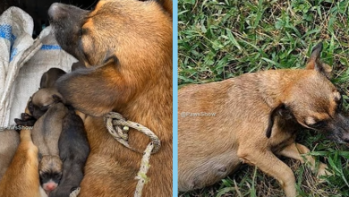Photo of Mama Dog Who Suffering Rectal Prolapse, Born Premature to 8 Puppies on The Street & No One Cares