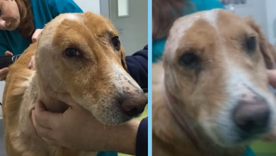 Photo of Scared Dog Suffered a Lot & Being Met with Hatred by Every Man he Went to for Help