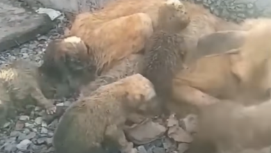Photo of The mother Dog Tries to Protect the Puppies despite Being Exhausted & Without any Help