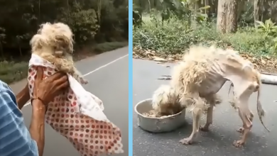 Photo of Sick Puppy is Wandering Alone On Top Of A Mountain Almost Dead of Starvation