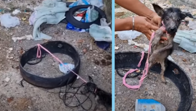 Photo of The Puppies Were Tied to An Old Tire in the Rain, Starving & Begging For Water